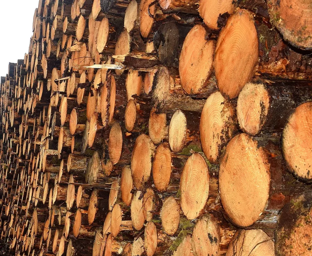 ξυλεια e1758651158958