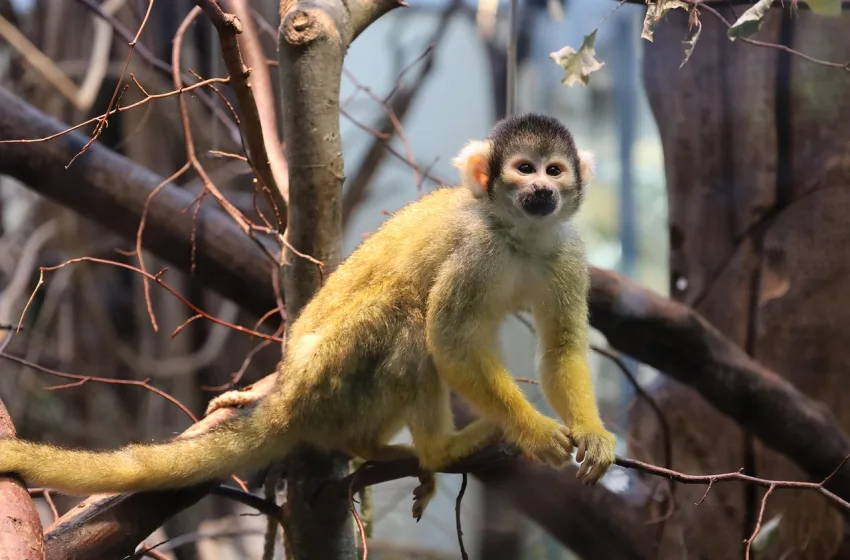  Ανησυχία των υγειονομικών για το κρούσμα ιού της ευλογιάς των πιθήκων στη Σενεγάλη