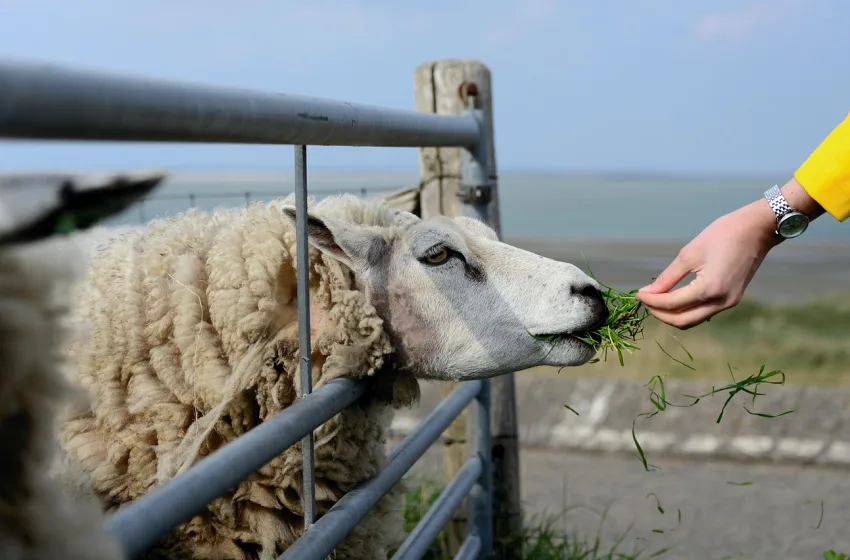  Ζωοκλοπές: Άλλα 3 άτομα συνελήφθησαν στην Κρήτη- Στους 16 ο αριθμός των εμπλεκομένων