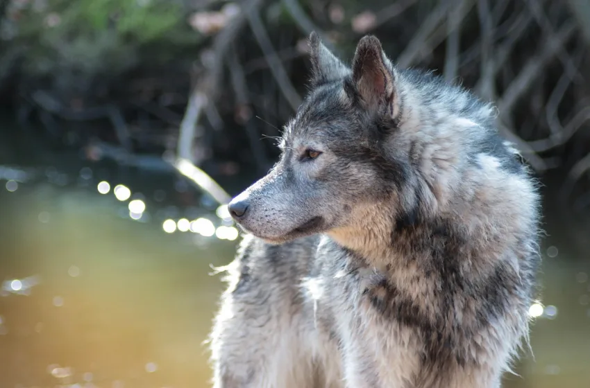 σκυλος άγριος
