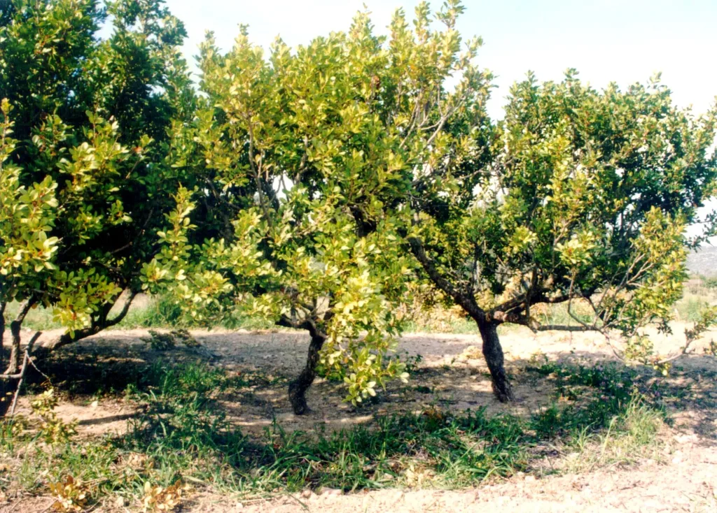 MASTIXODENTRA XIOS e1761754123102