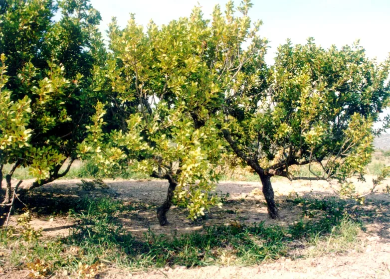 MASTIXODENTRA XIOS e1761754123102