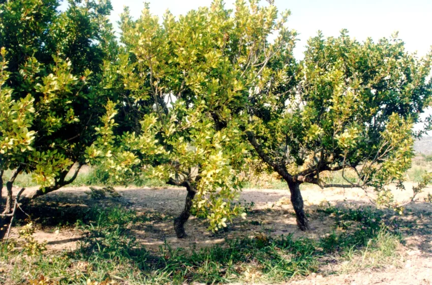  Χίος: Ενθουσιάστηκαν οι Σέρβοι τουριστικοί πράκτορες με το νησί της μαστίχας