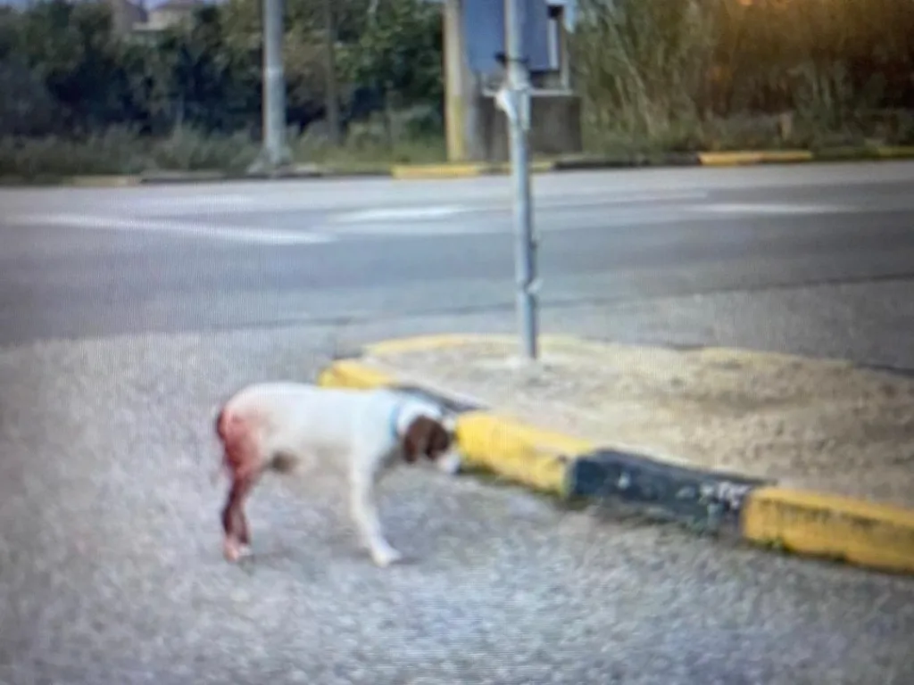 Skylos talaiporimenos