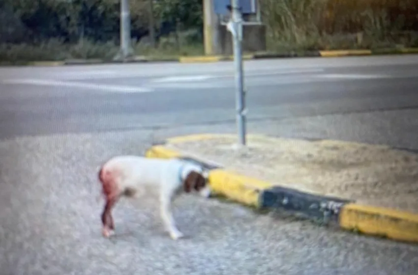 Skylos talaiporimenos