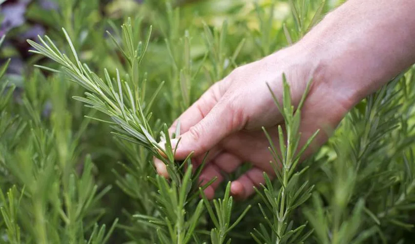  Θεσσαλονίκη: Απίστευτη περιπέτεια για συνταξιούχο-Τον συνέλλαβαν για ένα κλαράκι δενδρολίβανο