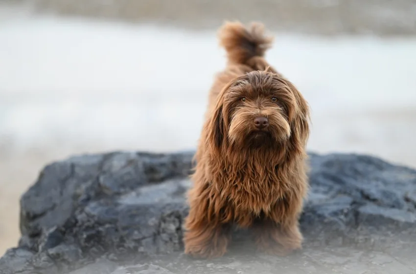  Λασίθι: Συνελήφθη 52χρονος για παραβάσεις του νόμου για τα ζώα συντροφιάς
