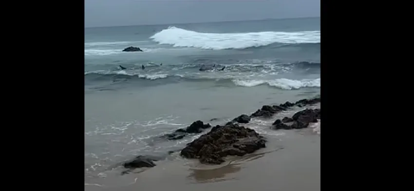  Αυστραλία: Γεμισε καρχαρίες  δημοφιλής παραλία σέρφινγκ