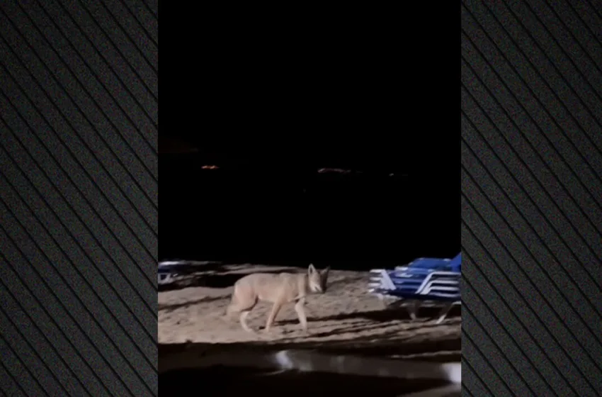  Αναστάτωση στο Νέο Μαρμαρά για τον λύκο που επιτέθηκε σε παιδί