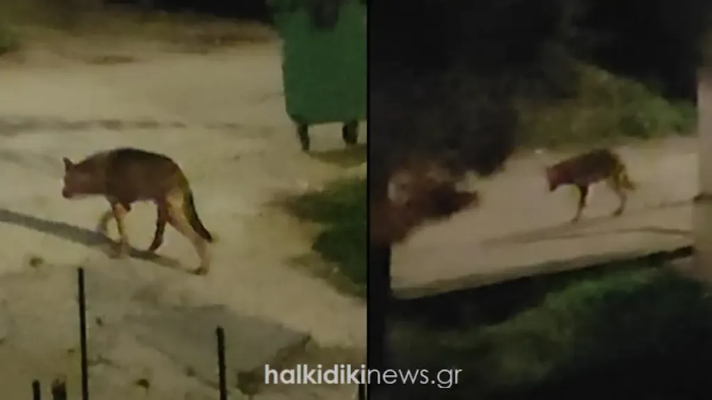 xalkidiki lykos video