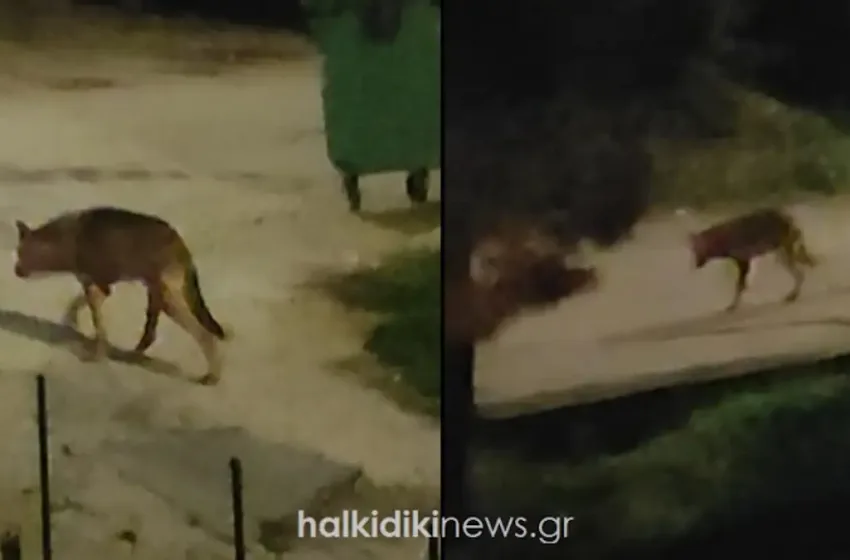 xalkidiki lykos video