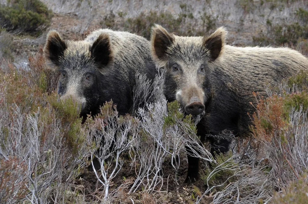 ΑΓΡΙΟΓΟΥΡΟΥΝΑ