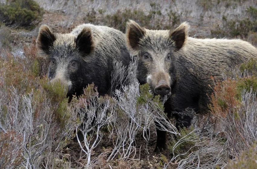 ΑΓΡΙΟΓΟΥΡΟΥΝΑ
