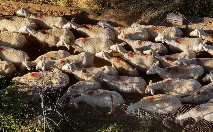 ΑΙΓΟΠΡΟΒΑΤΑ scaled e1759940279176