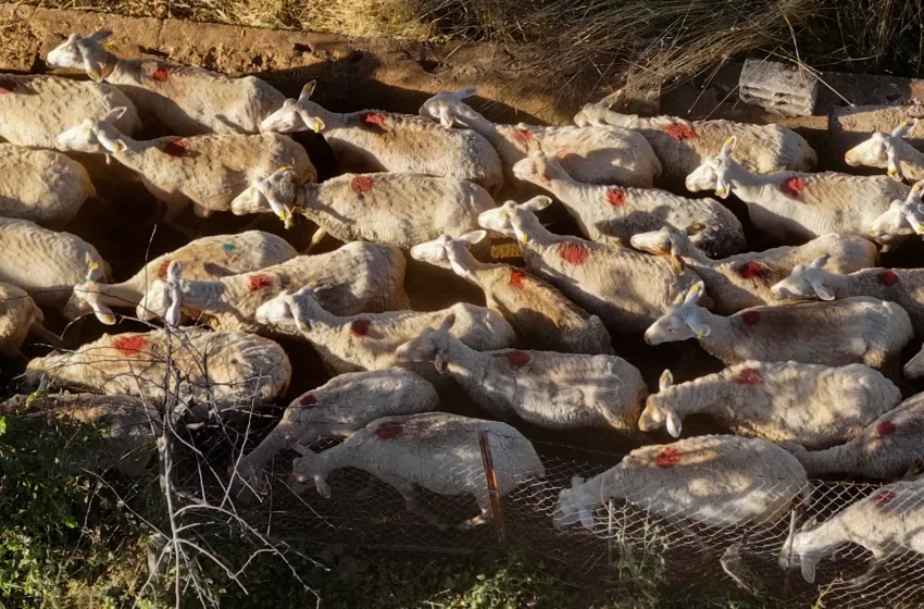  Αυστηροποιούνται τα μέτρα για την ευλογιά προβάτων-Οι αποφάσεις της κυβερνητικής σύσκεψης