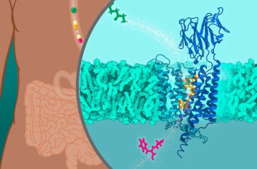  Νέα πειραματική μέθοδος εντοπίζει αιμορραγία στο έντερο μέσα σε 20 λεπτά