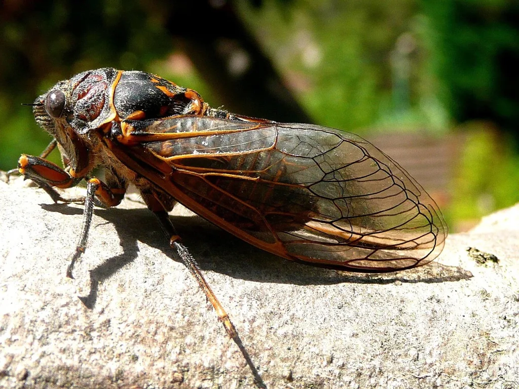 cicada 115913 1280