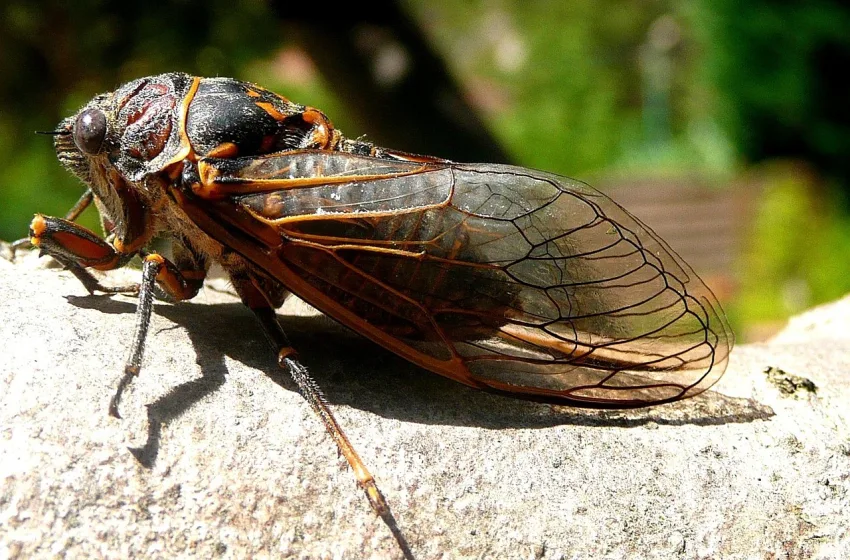  Γερμανοί αγρότες: Εφιάλτης τους τα τζιτζίκια