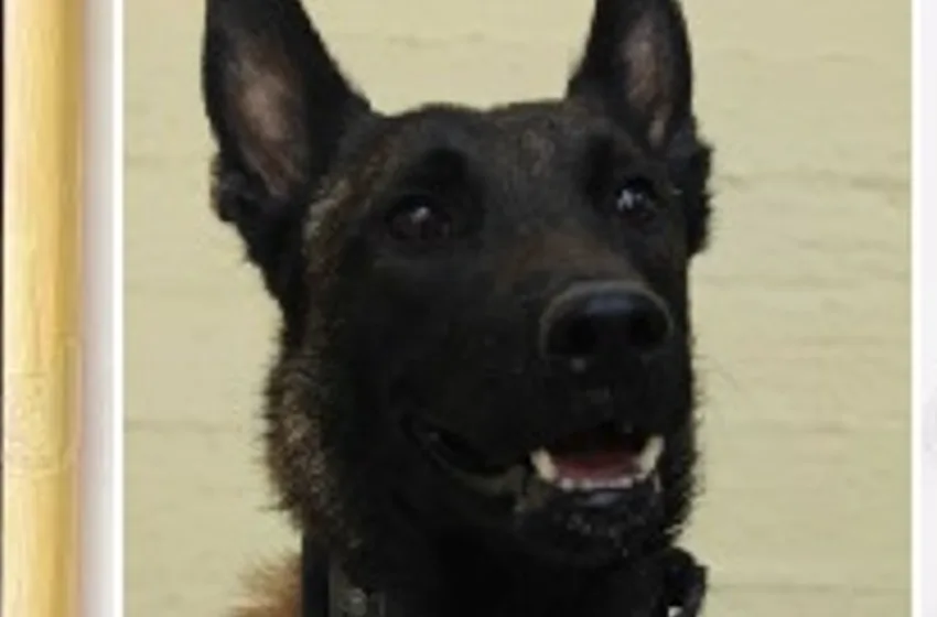  Τι έχει συμβεί με τον “Echo”-Υποψίες για δηλητηρίαση με φόλα-Η ανάρτηση του Βαγγέλη Αλεξανδρή