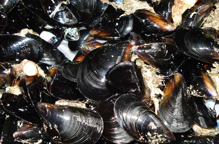  Θεσσαλονίκη: Θα διοχέτευαν στην αγορά έναν τόνο μύδια από παράνομο μυδοτροφείο