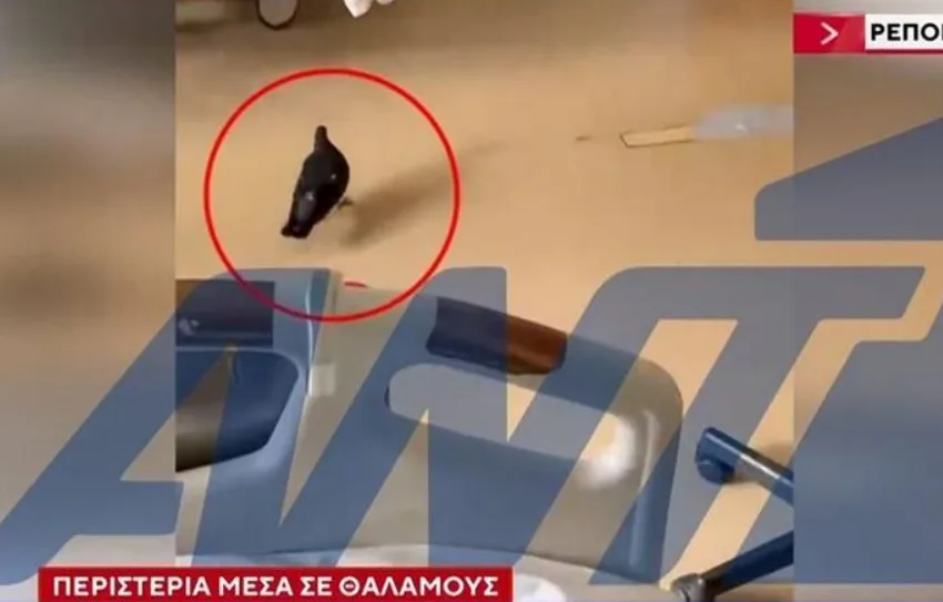 peristeria rodos nosokomeio