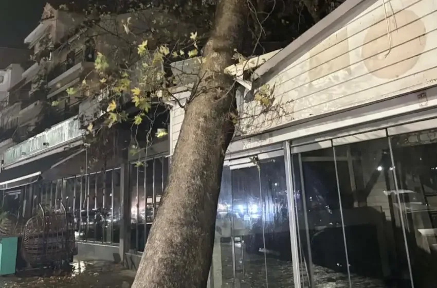  Τεράστιος πλάτανος έπεσε σε μαγαζί στην Ηγουμενίτσα – Λόγω των ισχυρών ανέμων που πνέουν στην περιοχή