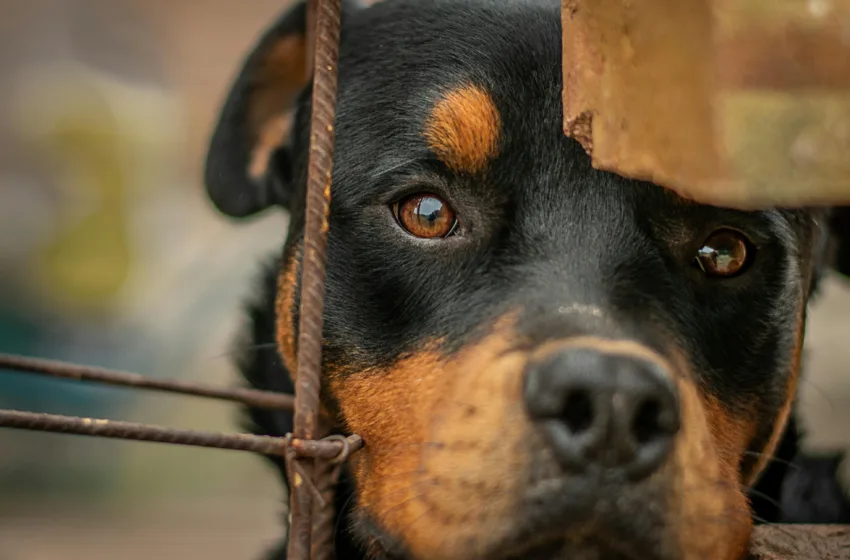  Είναι τα ροτβάιλερ από τη φύση τους επιθετικά; Τι λέει η διεθνής εμπειρία με αφορμή το θλιβερό περιστατικό στην Καλαμάτα 