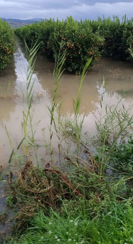 ΜΑΝΤΑΡΙΝΙΑ e1763819993603