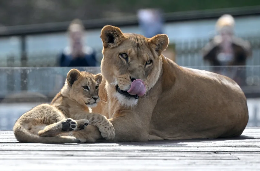  Τραγωδία στη Βραζιλία: Νεαρός μπήκε σε κλουβί λιονταριού και τον κατασπάραξε (vid)