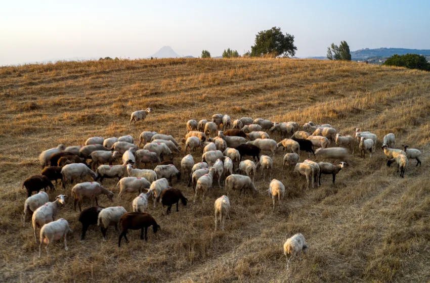  Σοβαρές αμφιβολίες για τη “φυλή Ρουμλουκίου”–Εισαγγελική έρευνα, καταγγελίες για παρατυπίες και ερωτήματα για σύστημα επιδοτήσεων