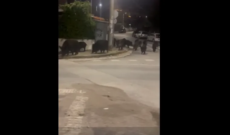  Αγέλη αγριογούρουνων… κατέβηκε για βόλτα στο Πανόραμα (vid)