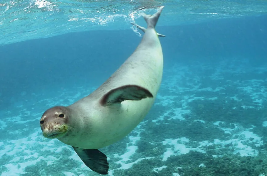  Το “φάντασμα” του Αιγαίου: Η σπάνια φώκια που ζει στις σκιές και η απειλή του ανεξέλεγκτου τουρισμού