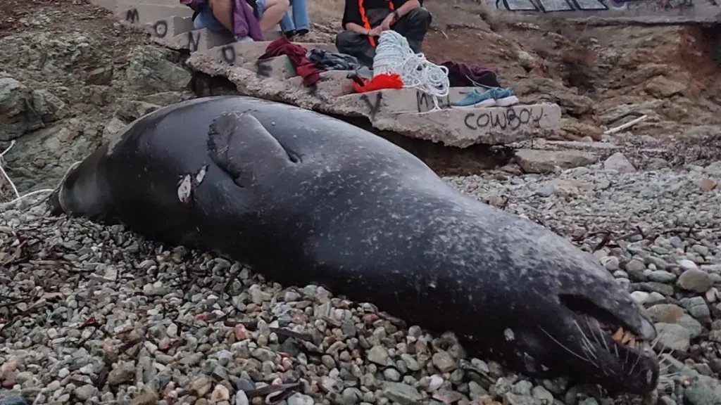 fokia nekri1 12122025 1200x675 1