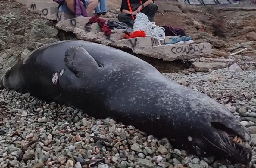  Εικόνες ντροπής: Πυροβόλησαν και σκότωσαν μεσογειακή φώκια στην Ανάβυσσο