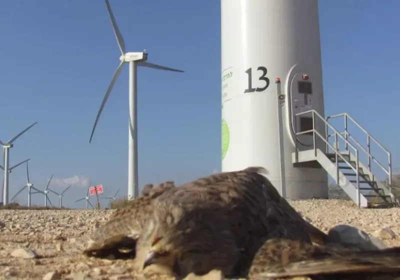  ΗΠΑ: Ο Τραμπ μπέρδεψε τον αμερικανικό φαλακρό αετό με ένα ισραηλινό γεράκι