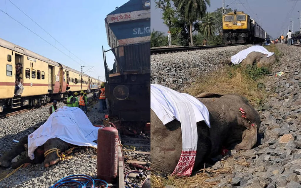 india treno elefantes