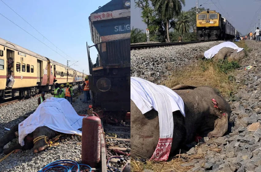  Ινδία: Επτά ελέφαντες σκοτώθηκαν κατά τη σύγκρουση επιβατικού τρένου με κοπάδι
