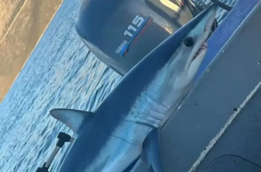  Εύβοια: Ψαράς έπιασε στα δίχτυα του καρχαρία-Συναγερμός στους κατοίκους