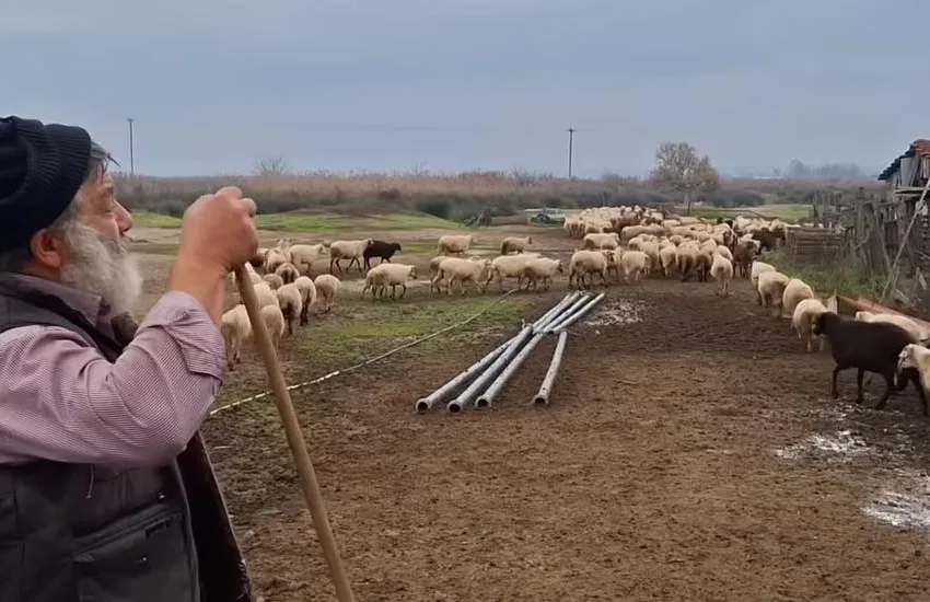  Στο νοσοκομείο Πέλλας νοσηλεύεται παραγωγός που επρόκειτο να του σκοτώσουν τα ζώα