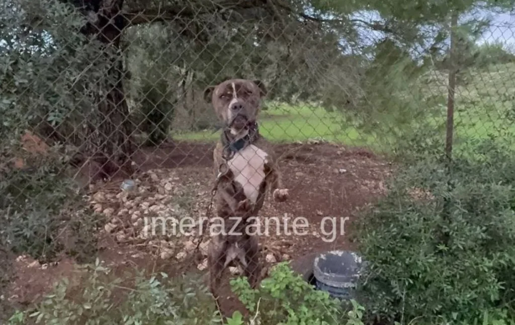 zakinthos skilos epithesi