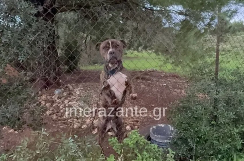 zakinthos skilos epithesi