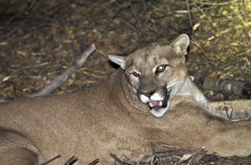  ΗΠΑ: Πούμα σκότωσε γυναίκα στο Κολοράντο– Πρώτο θανατηφόρο περιστατικό μετά από 25 χρόνια