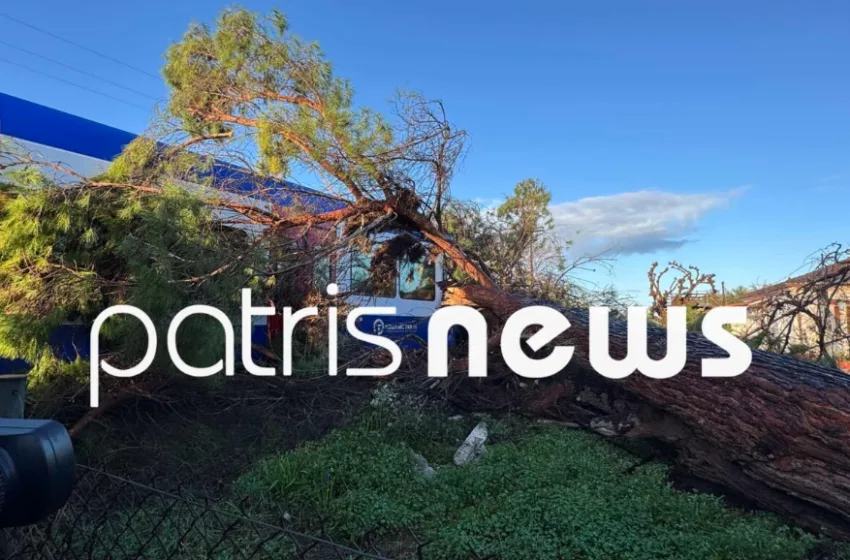  Πεύκο έπεσε πάνω σε τρένο που έκανε το δρομολόγιο Πύργος-Κατάκολο