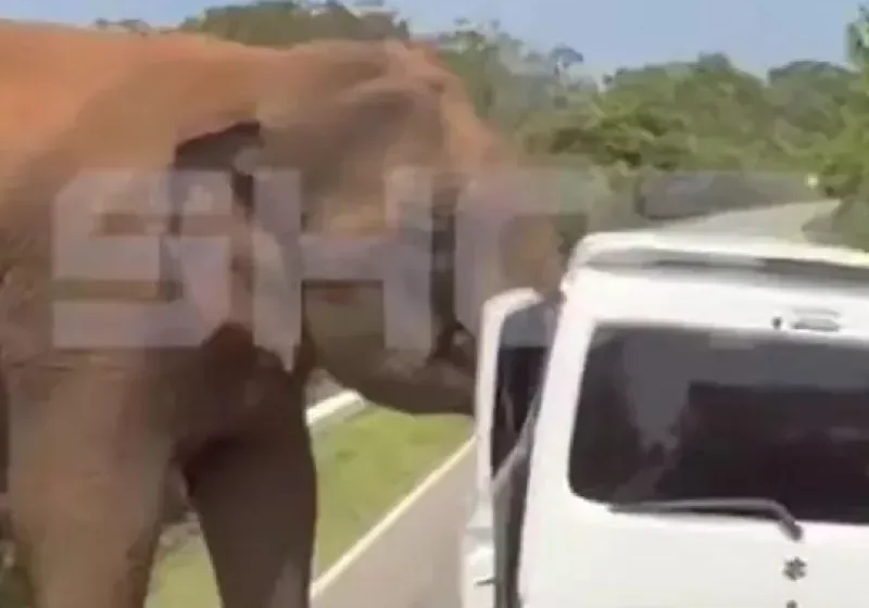  Σοκ για τουρίστες στη Σρι Λάνκα – Ελέφαντας επιτέθηκε στο όχημά τους
