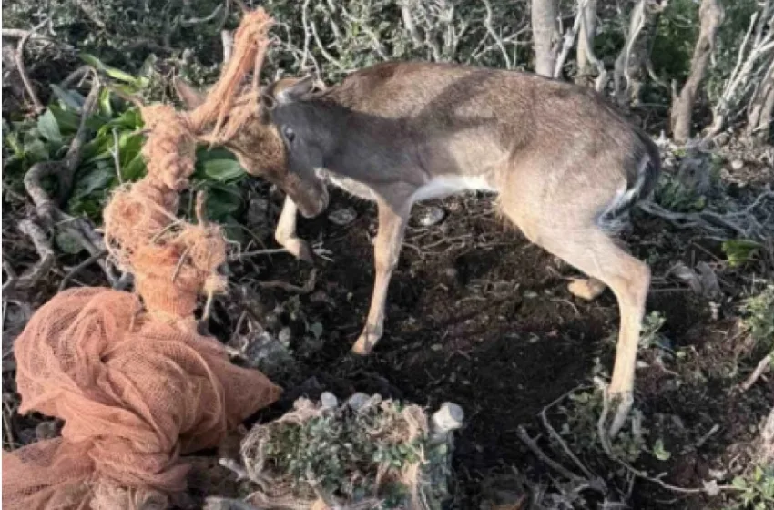  Ρόδος: Εναερίτες έσωσαν παγιδευμένο ελάφι (vid)