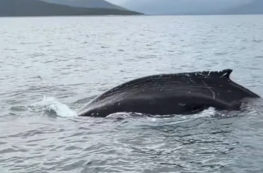  Παγασητικός: Πιθανώς τραυματισμένη και σε κίνδυνο η φάλαινα λέει το Λιμεναρχείο Βόλου