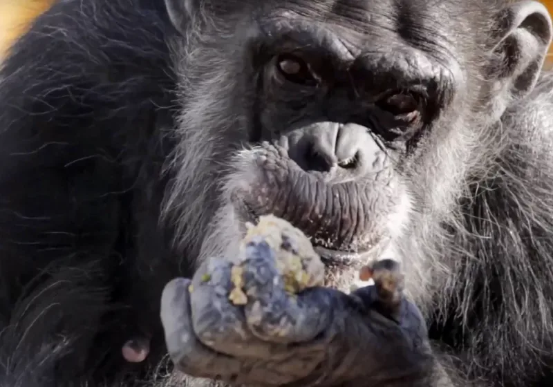  Πέθανε σε ηλικία 49 ετών ο διάσημος θηλυκός χιμπατζής “θαύμα” της Ιαπωνίας