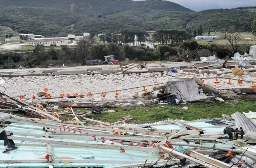  Καλπάκι: Πτηνοτροφική μονάδα  ισοπεδώθηκε από ανεμοστρόβιλο- Νεκρά 30.000 κοτόπουλα