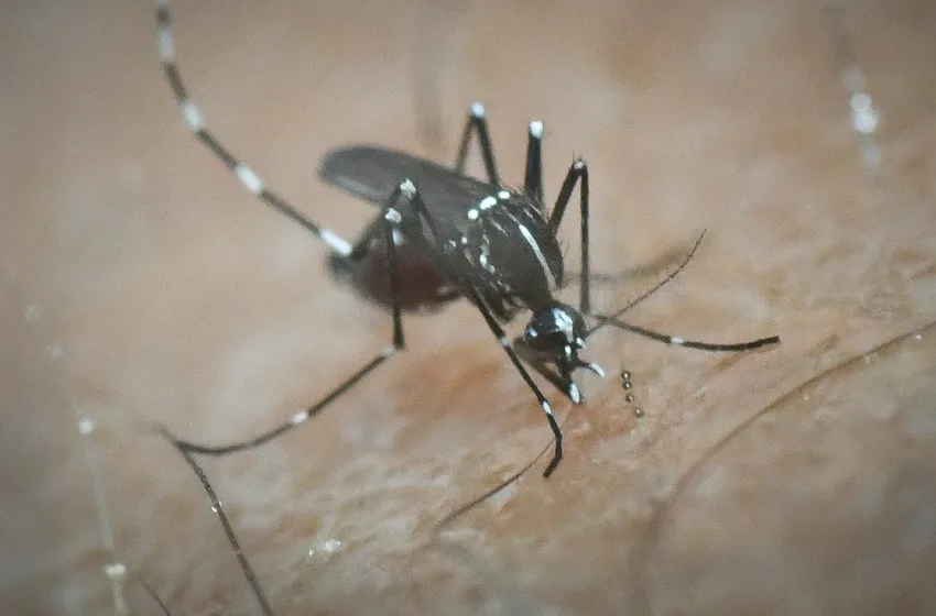  Πώς εξηγείται η εμφάνιση κουνουπιών το χειμώνα- Το “τίγρης” και το πιο επικίνδυνο Aedes aegypti