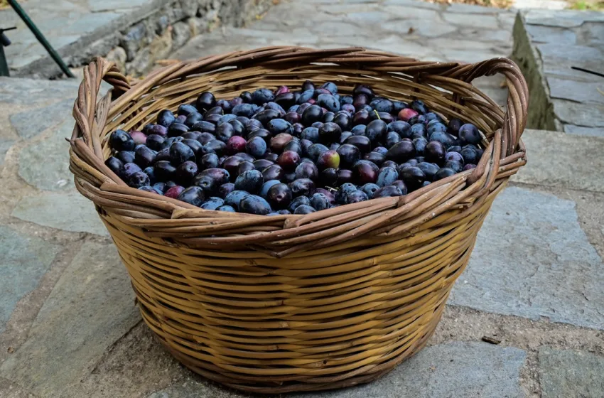  Mercosur: Οφέλη για ελληνικές παραγωγές όπως λάδι, τυριά, ροδάκινα, ακτινίδια-Δεύτερος κατάλογος προστασίας προϊόντων